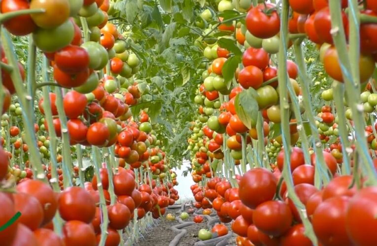 गोलभेंडा किन महँगियो ९३० प्रतिशतले ?