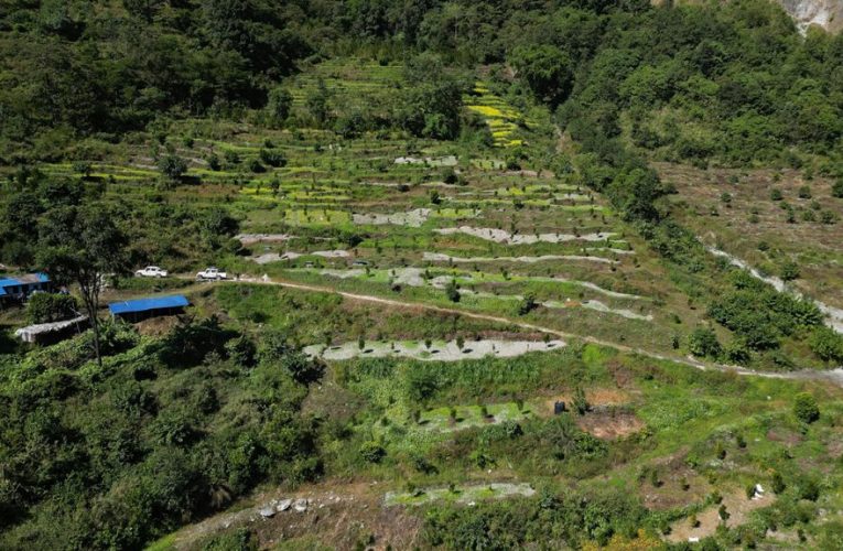 म्याग्दीमा झाडी फाँडेर सामूहिक सुन्तला खेती