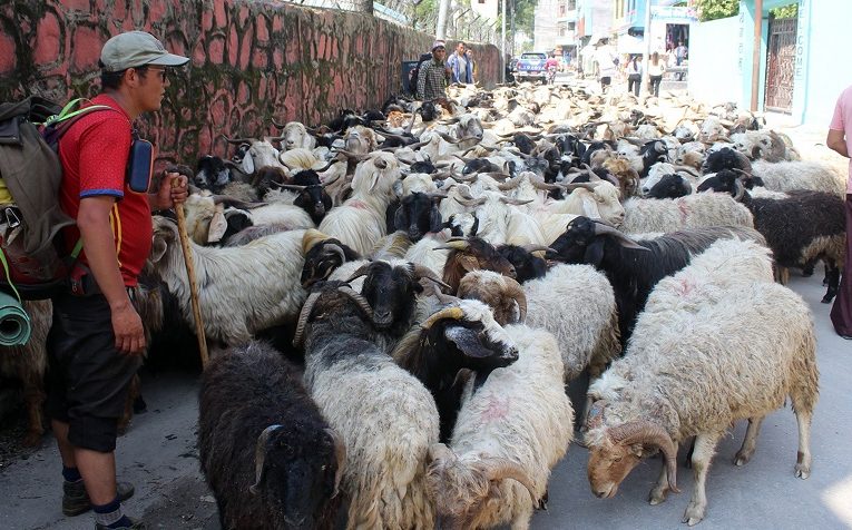भेडाच्याङ्ग्रा बेच्न जुम्लाबाट १७ दिन हिँडेर बेनीसम्मको यात्रा