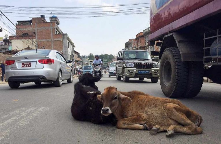 काठमाडौंका सडकमा भेटिएका गाई बाच्छा दक्षिणकाली पुर्‍याउने बालेनको योजना