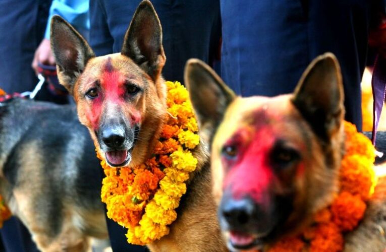 तिहारको तेस्रो दिन: आज बिहान कुकुरतिहार, राति लक्ष्मीपूजा