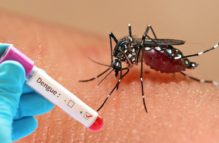 गण्डकीमा छ सय बढीमा डेङ्गी सङ्क्रमण