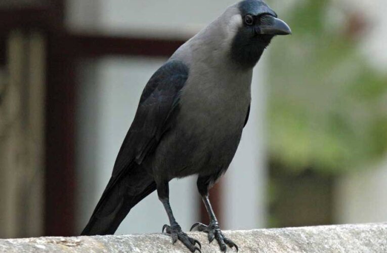 तिहारको पहिलो दिन: आज कागकाे पूजा गरि मनाउँदै,यमदीपदान पनि आजै