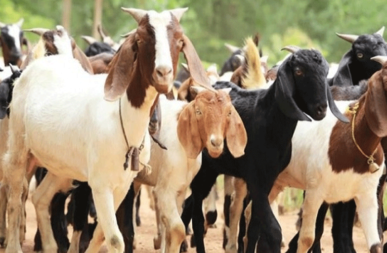 आजदेखि खसीबोका र च्याङ्ग्राको बिक्री खुला