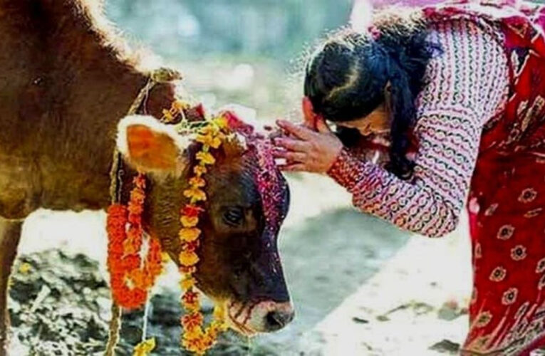 तिहारको पाँचौ दिन: आज गाई पूजा गरिँदै