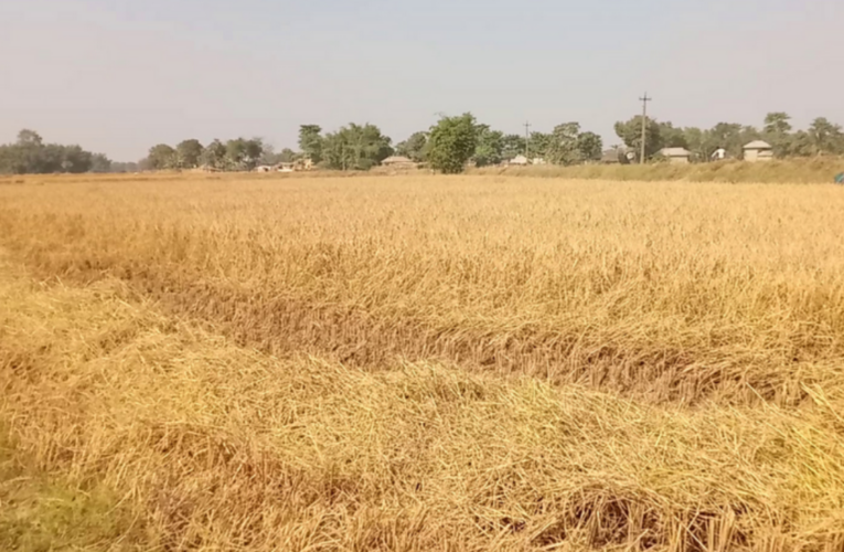 लमजुङमा धान उत्पादन बढ्यो