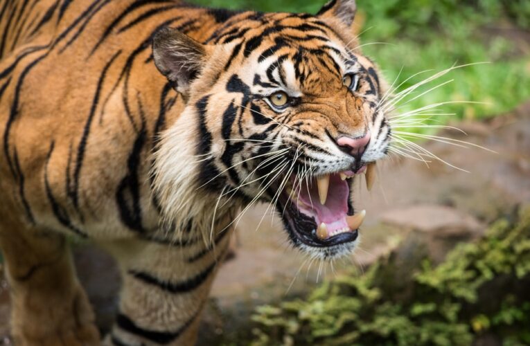 बाघको आक्रमणबाट एक जना गम्भीर