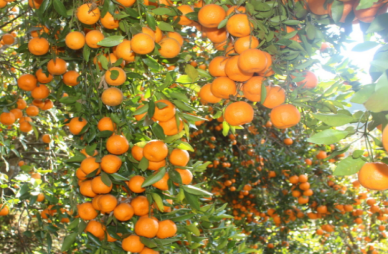 तापक्रम वृद्धिको असर सुन्तलाखेतीमा