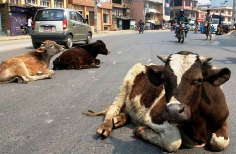 मानव जातिमा मानवता हराउँदा चराचुरुंगी विस्थापित,चौपायाको बिजोग