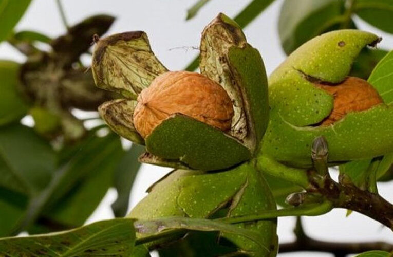 तित्याङको बाँझो जग्गामा ओखरखेती