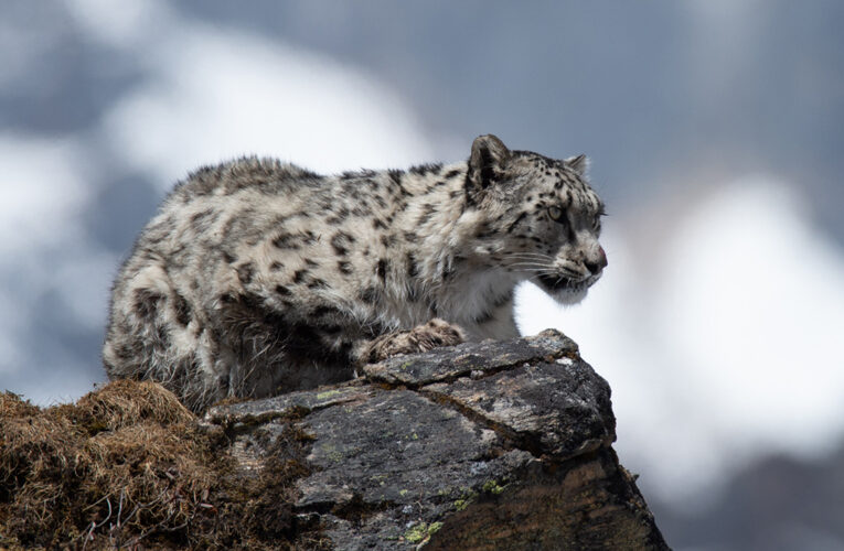 विश्वका कूल हिउँचितुवामध्ये १० प्रतिशत नेपालमा