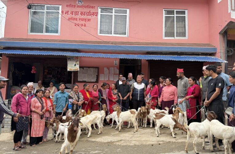 उत्पादनमा जोड्न महिलालाई बाख्राका पाठी र बोका वितरण