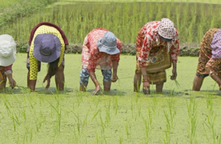 मधेसमा ७७ प्रतिशत मात्रै धान रोपाइँ, उत्पादन घट्ने अनुमान