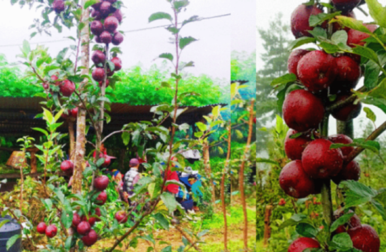 बागलुङका एक जनप्रतिनिधि व्यवसायिक स्याउखेतीमा रमाउँदै