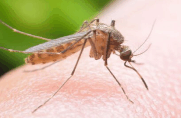 जापनिज इन्सेफ्लाइटिस सङ्क्रमण बढ्दै, ३१ जनाको मृत्यु