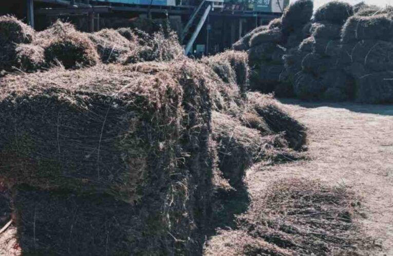 चिराइतोको मूल्यमा गिरावट आउँदा भोजपुरका किसान चिन्तित