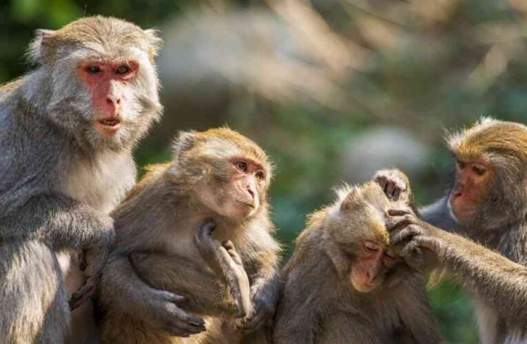 ‘जसले बाँदर नियन्त्रण गर्ने स्पष्ट खाका ल्याउँछ उसैलाई भोट दिने हो’