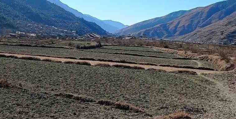 हिउँदे वर्षात नहुँदा किसान चिन्तित