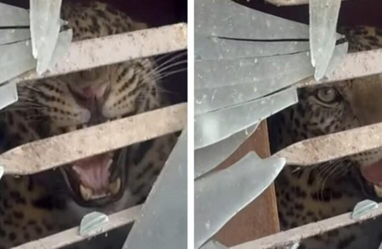 काठमाडौंको तारकेश्वरमा चितुवाको आतंक: दुई जना घाइते