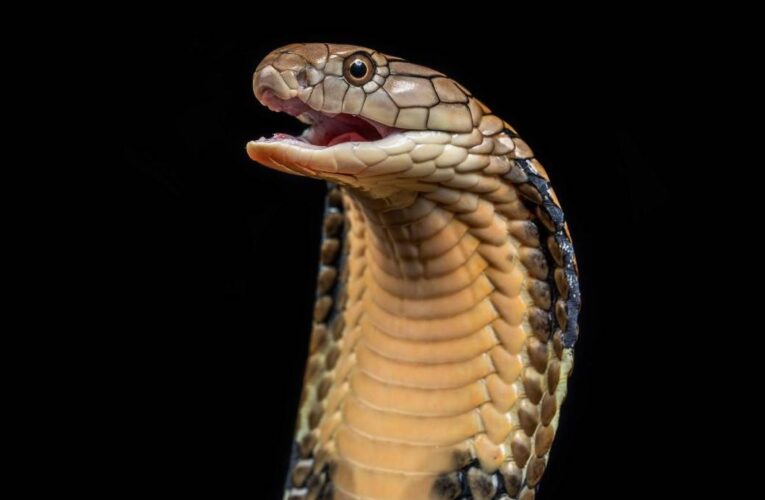 सुदूरपश्चिममा सर्पदंशबाट तीन वर्षमा एक हजार नौ सयभन्दा बढी प्रभावित