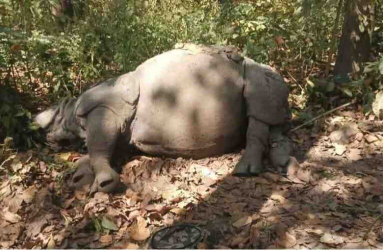 सेनाले आत्मरक्षाका लागि गोली चलाउँदा मर्‍यो गैँडा,सिपाही आइसियुमा