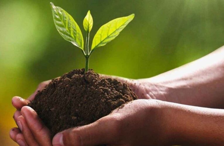 आज वनस्पति दिवस: हरित अर्थतन्त्रको विकासमा जोड