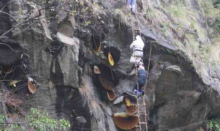 मह काढ्ने परम्परालाई जीवन्त राख्न पुस्ता हस्तान्तरण