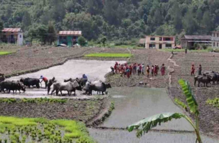 जोरायले बासमती धानले पाउँदै छ लोकप्रियता