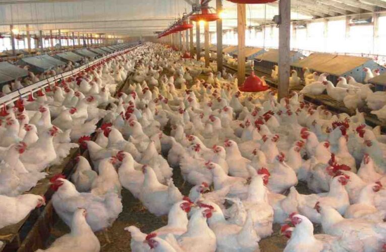 भक्तपुरमा देखियो ‘बर्डफ्लू’, ४८ हजार कुखुरा नष्ट गरियो