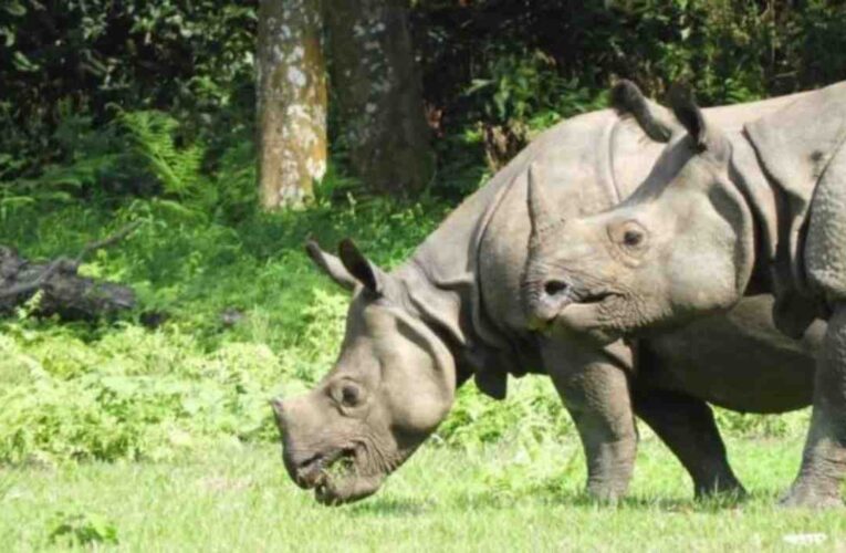 गाईको सट्टा गैँडालाई राष्ट्रिय जनावर बनाउन प्रस्ताव