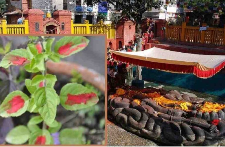 आज हरिशयनी एकादशी, तुलसीको बिरुवा सारिँदै